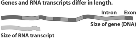 Figure 16.2.    -Refer to Figure 16.2.The mRNA is smaller than the length of the DNA that codes for it because _____. A) the regulatory regions (introns) of the gene are not transcribed B) post-transcriptional modification removes the introns C) post-transcriptional modification removes the exons D) bases are added to the tail of the primary transcript