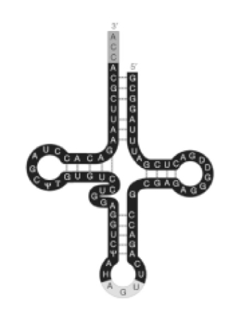 Figure 16.3.    -Refer to Figure 16.3.What is the function of the AGU on the loop of the tRNA? A) It attaches to the amino acid. B) It base pairs with the codon of mRNA. C) It stabilizes the tRNA-amino acid complex. D) It is the active site of this ribozyme.