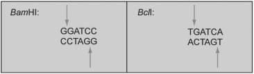 The restriction enzymes BamHI and BclI cut at the points indicated by arrows:   If one sample of DNA was cut with BamHI and another with BclI,and these two samples were mixed and treated with DNA ligase,what would occur? A) No DNAs would be ligated (joined together) . B) Only the BamHI-cut DNA would be ligated. C) Only the BclI-cut DNA would be ligated. D) Both BamHI-cut and BclI-cut DNAs would be ligated,but only to DNA fragments cut with the same enzyme (e.g. ,BamHI fragments would be ligated only to other BamHI fragments) . E) Both BamHI-cut and BclI-cut DNAs would be ligated with no preference for which fragment is ligated to which other.
