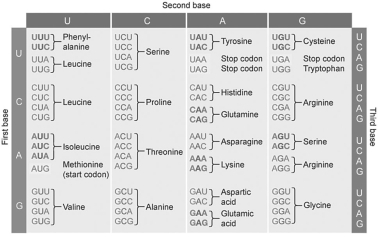   -The answer set for this question shows a series of short amino acid sequences obtained from a protein.If you were faced with choosing one of these to design a probe for a particular gene,which would provide the simplest probe or probe set? (To answer this question,consult the codon table shown in the figure above. )  A) leucine-leucine-serine-leucine B) leucine-serine-proline-proline C) proline-methionine-proline-leucine D) tryptophan-methionine-tryptophan-tryptophan