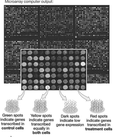   -In the microarray shown in the figure above,if you were searching for genes whose expression was inhibited by hormone treatment,you would search for sequences spotted on the array that showed _____ fluorescence. A) no B) high levels of C) green D) red E) yellow