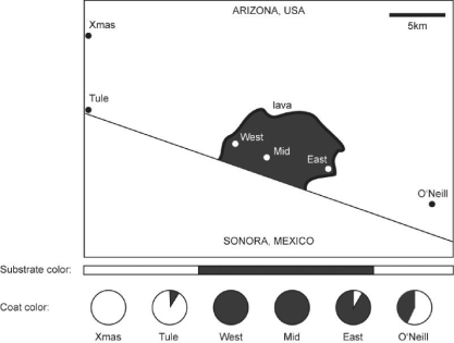Figure 24.1 The following question(s) are based on information in Hopi E.Hoekstra,Kristen E.Drumm,and Michael W.Nachman, Ecological Genetics of Adaptive Color Polymorphism in Pocket Mice: Geographic Variation in Selected and Neutral Genes,  Evolution 58(6) ,2004: 1329-41.    -The figure above shows the distribution of pocket-mouse coat colors in several Arizona populations found either on light-colored granite substrate or on dark volcanic rock (dark substrate) .The Melanocortin-1 receptor (Mc1r) alleles,D and d,differ by four amino acids.Mice with DD and Dd genotypes have dark coats,whereas mice with the dd genotype are light colored.What sort of genotype frequencies might you expect to find in the Xmas,Mid,and O'Neill populations? A) Xmas high DD frequency;Mid high Dd frequency,O'Neill high dd frequency B) Xmas high Dd frequency;Mid high DD frequency,O'Neill high dd frequency C) Xmas high Dd frequency;Mid high dd frequency,O'Neill high DD frequency D) Xmas high dd frequency;Mid high Dd frequency,O'Neill high DD frequency E) Xmas high dd frequency;Mid high DD frequency,O'Neill high Dd frequency