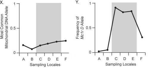 Figure 24.3    -In Figure 24.3,chart X above shows the frequency of the most common neutral mitochondrial DNA allele (an allele for a gene that does not affect and is not linked to coat color) across six pocket-mouse populations.Populations C,D,and E live on dark volcanic rock;populations A,B,and F live on light-colored granite.Compare this figure with chart Y above.What should you conclude after comparing these two figures? A) The most common neutral mitochondrial DNA allele is strongly associated with substrate color. B) The most common neutral mitochondrial DNA allele is strongly associated with the frequency of the Mc1r D allele. C) The most common neutral mitochondrial DNA allele varies more among populations than does the Mc1r D allele. D) Little to no correlation exists between neutral mitochondrial DNA alleles and habitat color.