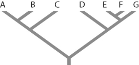 Figure 26.1     -Refer to Figure 26.1.Which of the following forms a monophyletic group? A) A,B,C,D B) C and D C) D,E,and F D) E,F,and G E) all of the above