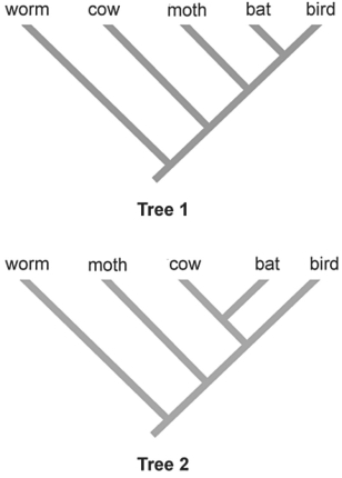 Figure 27.6    -Applying the principle of parsimony to the trait  ability to fly,  which of the two phylogenetic trees above is better? A) Tree 1 B) Tree 2 C) Both trees are equally parsimonious. D) Since the trees show different evolutionary relationships,you cannot determine which is more parsimonious. E) Because Tree 2 correctly groups mammals, ability to fly  is not a parsimonious trait to consider.