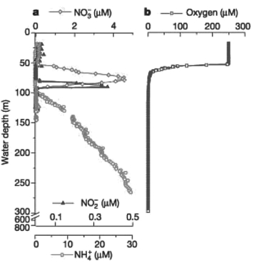 Figure 28.1    -Bacteria able to perform the NH₄⁺ + NO₂⁻ → N₂ + 2H₂O reaction have been discovered in laboratory bioreactors and wastewater treatment systems.Researchers predicted that these bacteria should exist in oceans.They measured the concentration of NH₄⁺,NO₂⁻,NO₃⁻,and O₂ in the Black Sea as a function of water depth (M.Kuypers et al.2003 Anaerobic ammonium oxidation by anammox bacteria in the Black Sea.Nature 422: 608-11) to determine where in the sea the bacteria might live.Analyzing data presented in Figure 28.1 above,at what depth would you expect to find the bacteria? (Note: In the figure,different scales are used to show concentrations of NH₄⁺,NO₂⁻,NO₃⁻,and O₂. )  A) in the top 5 meters B) in the top 50 meters C) at a depth of 75 meters D) at a depth of 92 meters E) below 100 meters