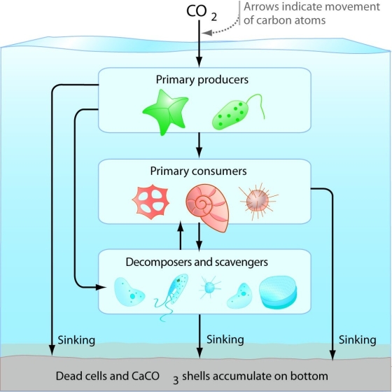 Figure 29.5    -Which of the following might be a result of adding a secondary consumer (a species that feeds on primary consumers) to the aquatic ecosystem illustrated above? A) a decrease in the number of primary consumers B) a decrease in the population of decomposers C) an increase in atmospheric CO₂ D) an increase in the population of scavengers E) a decrease in the carbon sink