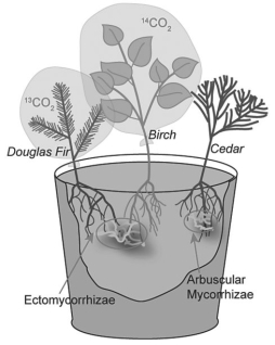 Use the following information when answering the corresponding question(s) . Suzanne Simard and colleagues knew that the same mycorrhizal fungal species could colonize multiple types of trees.They wondered if the same fungal individual would colonize different trees,forming an underground network that potentially could transport carbon and nutrients from one tree to another (S.Simard et al.1997.Net transfer of carbon between mycorrhizal tree species in the field.Nature 388:579-82) .Figure 31.2 illustrates the team's experimental setup.Pots containing seedlings of three different tree species were set up and grown under natural conditions for three years;two of the three species formed ectomycorrhizae (Douglas fir,birch) and the other (cedar) formed arbuscular mycorrhizae.For the experiment,the researchers placed airtight bags over the Douglas fir and birch seedlings;into each bag,they injected either carbon dioxide made from carbon-13 or carbon-14 (¹³CO₂ and ¹⁴CO₂,isotopes of carbon) .As the seedlings photosynthesized,the radioactive carbon dioxide was converted into radioactively labeled sugars that could be tracked and measured by the researchers. Figure 31.2     Figure 31.3    -Refer to Figure 31.2.Which of the following results would support Simard et al.'s (1997) hypothesis that fungi can move carbon from one plant to another? Hypothesis: Sugars made by one plant during photosynthesis can travel through a mycorrhizal fungus and be incorporated into the tissues of another plant. A) Carbon-14 is found in the birch seedling's tissues and carbon-13 in the Douglas fir. B) Carbon-14 is found in the Douglas fir seedling's tissues and carbon-13 in the birch. C) Either carbon-13 or carbon-14 is found in the fungal tissues. D) Either carbon-13 or carbon-14 is found in the cedar seedling's tissues.