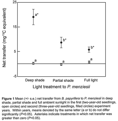 Use the following information when answering the corresponding question(s) . Suzanne Simard and colleagues knew that the same mycorrhizal fungal species could colonize multiple types of trees.They wondered if the same fungal individual would colonize different trees,forming an underground network that potentially could transport carbon and nutrients from one tree to another (S.Simard et al.1997.Net transfer of carbon between mycorrhizal tree species in the field.Nature 388:579-82) .Figure 31.2 illustrates the team's experimental setup.Pots containing seedlings of three different tree species were set up and grown under natural conditions for three years;two of the three species formed ectomycorrhizae (Douglas fir,birch) and the other (cedar) formed arbuscular mycorrhizae.For the experiment,the researchers placed airtight bags over the Douglas fir and birch seedlings;into each bag,they injected either carbon dioxide made from carbon-13 or carbon-14 (¹³CO₂ and ¹⁴CO₂,isotopes of carbon) .As the seedlings photosynthesized,the radioactive carbon dioxide was converted into radioactively labeled sugars that could be tracked and measured by the researchers. Figure 31.2     Figure 31.3    -Refer to Figure 31.2.Which of the following results would support Simard et al.'s (1997) hypothesis that fungi can move carbon from one plant to another? Hypothesis: Sugars made by one plant during photosynthesis can travel through a mycorrhizal fungus and be incorporated into the tissues of another plant. A) Carbon-14 is found in the birch seedling's tissues and carbon-13 in the Douglas fir. B) Carbon-14 is found in the Douglas fir seedling's tissues and carbon-13 in the birch. C) Either carbon-13 or carbon-14 is found in the fungal tissues. D) Either carbon-13 or carbon-14 is found in the cedar seedling's tissues.