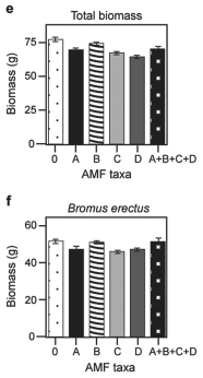 Figure 31.5 Use the graphs in Figures 31.4 and 31.5 and the following information when answering the corresponding questions. Canadian and Swiss researchers (van der Heijden et al. ,1998) ,interested in factors affecting biodiversity,grew a variety of grassland plants in combination with one of four arbuscular mycorrhizal (AMF) species,no AMF,or all four AMF species together;and they measured plant growth under each set of conditions.All plant species were grown in each plot,so they always competed with each other with the only difference being which AMF were present.Use the graphs in Figure 31.5 to answer the questions that follow.Note that the x-axis labels indicate the number and identity of AMF species (bar 0 = no fungi;bars A-D = individual AMF species;bar A+B+C+D = all AMF species together) .The y-axis indicates the amount (grams) of plant biomass for the species shown in italics above each graph.Graph (e) is the total biomass (grams) of all 11 plant species combined;graph (f) is the biomass of Bromus erectus plants only,separated from the total.         Figure 31.4 Figure 31.5 -Based on graphs (e) and (f) in Figure 31.5,which is the most well-supported prediction for the effect on total plant biomass if AMF diversity were increased to eight species? A) No effect is predicted,because the dominant species is unaffected by AMF diversity. B) Total biomass for eight species would double in comparison to that for four species. C) Rare species would produce more biomass compared to the case when fewer AMF are present. D) No effect is predicted,because the dominant species is non-mycorrhizal.