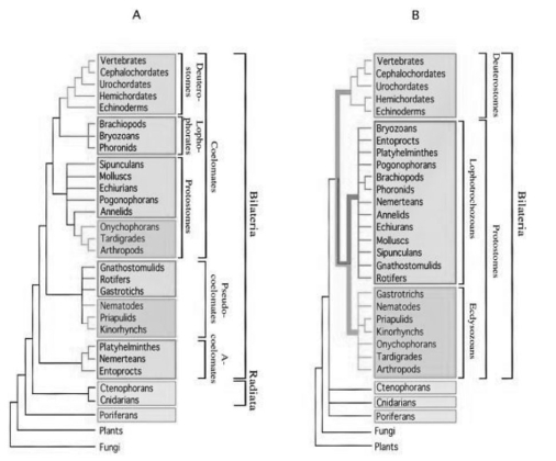 Figure 32.3 Use Figure 32.3 and the following information when answering the next question. In a review paper published in 2000,Adoutte et al.examined some animal phylogenies generated by comparing the ribosomal RNA (rRNA) of animals from many different phyla.They then integrated these independently created phylogenies into one phylogeny that best fit all the data. Figure 32.3 compares a traditional phylogeny based on morphological characteristics (A) to the new molecular-based phylogeny described by Adoutte et al.(B) . Note that platyhelminthes,nemerteans,and entoprocts,which do not have coeloms and are classified as acoelomates in the morphological phylogeny,are reclassified as lophotrochozoans in the molecular phylogeny.Similarly,groups classified as pseudocoelomates in the morphological phylogeny are reclassified as either lophotrochozoans or ecdysozoans in the molecular phylogeny;other lophotrochozoans and ecdysozoans have coeloms.    -Refer to the paragraph on Adoutte et al.and Figure 32.3.What does this reclassification based on molecular data imply about the evolution of acoelomates,pseudocoelomates,and coelomates? A) Pseudocoelomates can be seen as an intermediate stage between acoelomate and coelomate development. B) Although acoelomates and pseudocoelomates evolved only once,coelomates evolved multiple times in different lineages. C) Only the animals that evolved earliest are acoelomates. D) Some pseudocoelomates and acoelomates have evolved from coelomates.