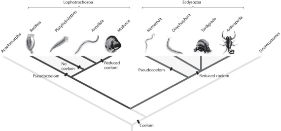 Figure 33.1    -Refer to Figure 33.1.Suppose new molecular analyses indicated that the phylum Annelida had diverged from the arthropod lineage after Onychophora and Tardigrada.What would this imply about protostome evolution? A) Segmentation evolved only once within protostomes. B) The annelid lineage gained and then lost the ability to molt. C) The annelid lineage gained and then lost jointed limbs. D) Segmentation evolved only once within protostomes;the annelid lineage gained and then lost the ability to molt. E) Segmentation evolved only once within protostomes;the annelid lineage gained and then lost jointed limbs.