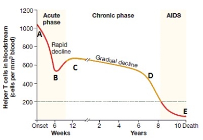 Figure 35.1    -Seroconversion occurs when a person's immune system begins to manufacture antibodies against the HIV virus.Where on the graph in Figure 35.1 does seroconversion occur? A) point B B) point A C) point C D) point D E) point E