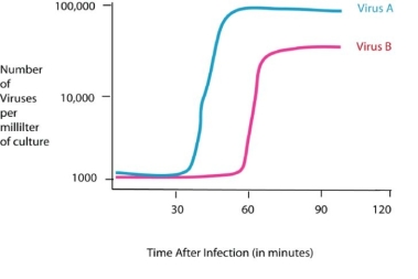 Figure 35.2    -Using the data in Figure 35.2,how long does it take for virus B to go through one lytic cycle? A) 15 minutes B) 30 minutes C) 45 minutes D) 60 minutes