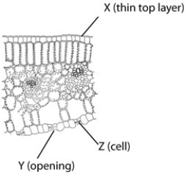 For each of the structures indicated on the diagram of a cross section of a plant leaf (below),indicate the function from the following list,for which it is most likely an adaptation to life on land.     A)absorption of CO₂ B)retention of water C)evaporation of water D)collection of light E)release of CO₂ 1)Structure X  2)Structure Y  3)Structure Z