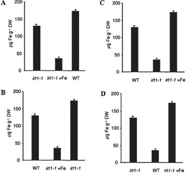 Figure 38.1    -Iron shortage is the most common human nutritional deficiency in the world.Plants are the major source of iron in most diets,so researchers are interested in understanding their mechanism of iron intake and in developing iron-rich crops.Recently researchers showed (Vert et al. ,IRT1,an Arabidopsis transporter essential for iron uptake from the soil and for plant growth.Plant Cell 14 [2002]: 1223-33)that under iron-deficient conditions,the IRT1 gene is responsible for most of the iron uptake activity in roots.To demonstrate the importance of IRT1 for iron accumulation,researchers measured leaf iron content in irt1-1 mutants containing deactivated IRT1.Mutant plants were grown in iron-poor soil (irt1-1 in graph)and soil rich with iron (irt1-1 +Fe in graph).Wild-type (WT)plants grown in iron-poor soil were used as a control.Which of the graphs represent the data researchers might have received in their experiment?
