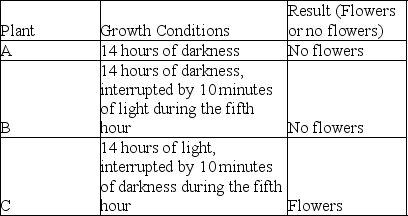 Table 39.1    -Refer to Table 39.1.Plant B is a short-day flower.Why did it fail to flower? A) It sensed a nine-hour night. B) It sensed a nine-hour day. C) Flowering was inhibited by the excess of far-red light. D) There was not enough blue-light exposure to trigger flowering.