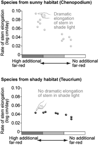 Figure 39.1    -The data in Figure 39.1 were taken from a study on the effects of far-red light on stem elongation.The data indicate that plants from shady habitats do not respond to far-red light by growing taller.Which of the following would be a logical hypothesis for why these plants do not respond to far-red light? A) The shade plants do not have phototropin. B) The shade plants do not have protein kinases. C) The shade plants do not have cryptochromes. D) The shade plants do not have phytochrome. E) All of these are reasonable hypotheses.