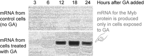 Figure 39.3    -Figure 39.3 is a Northern blot showing the expression of Myb mRNA in cultured aleurone layer cells that were treated with gibberellin versus control cells that were not treated with gibberellin.Only the gibberellin-treated cells expressed the Myb mRNA,but the Myb mRNA was not detectable until 6-12 hours after gibberellin application.Why did it take so long? A) Gibberellin had to bind to a receptor and initiate a signal transduction cascade that in turn had to activate a transcription factor that triggered the transcription of the Myb gene. B) Gibberellin had to diffuse into the aleurone layer cells and be metabolized in order to trigger activation of a transcription factor that triggered transcription of the Myb gene. C) Gibberellin had to enter the cells and find the Myb gene among the large plant genome.