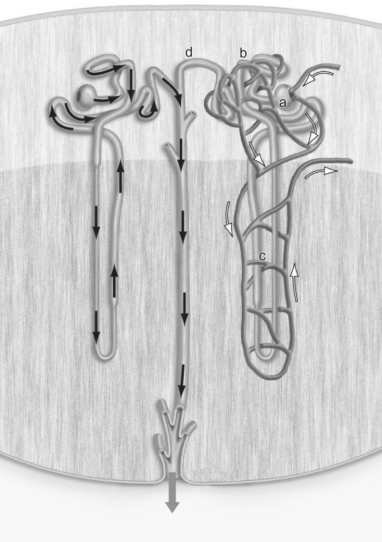 Figure 42.1    -Figure 42.1 shows a nephron.Where does filtration take place in the nephron?