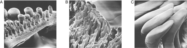 Figure 43.2    -The electron micrograms in Figure 43.2 are images of mouthparts of different animals.Which of the mouthparts are specialized for crushing and grinding?