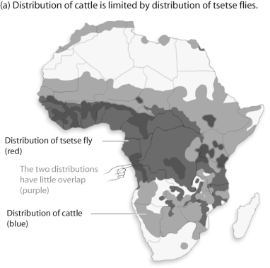 Figure 50.4    -Based on Figure 50.4,and knowing what you know about cattle,what is the most logical conclusion? A) Cattle distribution is primarily affected by temperature. B) Tsetse flies somehow negatively affect cattle. C) Cattle distribution is primarily affected by grass distribution. D) Cattle somehow affect the reproduction of the tsetse fly.
