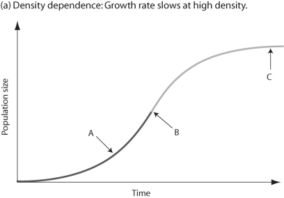 Figure 52.4   -In Figure 52.4,which of the arrows represents the most rapid population growth? A) arrow A B) arrow B C) arrow C