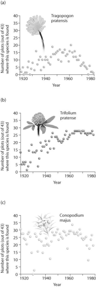 Figure 52.7   -Based on the graphs in Figure 52.7 from the Park Grass study in Rothamsted,UK,which species is most likely the superior competitor? A) Tragopogon pratensis B) Trifolium pratense C) Conopodium majus D) From the information presented in the figure we cannot determine which species is the superior competitor.