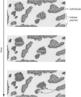 Figure 52.11   -Figure 52.11 represents the dynamics of _____. A) metapopulations B) extinction C) emigration D) both metapopulations and extinction E) both extinction and emigration