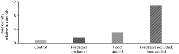 Figure 52.13   -Looking at the data in Figure 52.13 from the hare/lynx experiment,what conclusion can you draw? A) Food is a factor in controlling hare population size. B) Excluding lynx are a factor in controlling hare population size. C) The effect of excluding predators and adding food in the same experiment is greater than the sum of excluding lynx alone plus adding food alone. D) Only A and B are correct. E) Choices A,B,and C are correct.