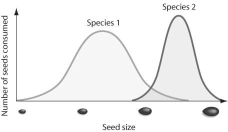 Figure 53.1   -In looking at Figure 53.1,what conclusions can be drawn? A) Species 1 outcompetes species 2 for small seeds. B) Both species compete for seeds of intermediate size. C) Both species compete for all sizes of seeds. D) Both species compete for all sizes of seeds other than those of intermediate size. E) Species 1 is not capable of cracking open large seeds.