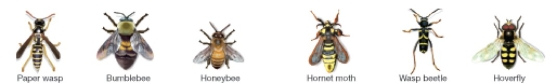 Figure 53.5   -In Figure 53.5,which of the following statements is true? A) All of the species of insects shown are in the order Hymenoptera. B) There are no true mimics in the insects shown. C) All of the insects are displaying Batesian mimicry. D) Half of the insects shown are harmless.