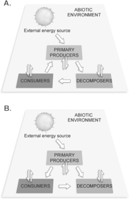 Figure 54.1 -How are the components in Figure 54.1 linked by the flow of energy?    