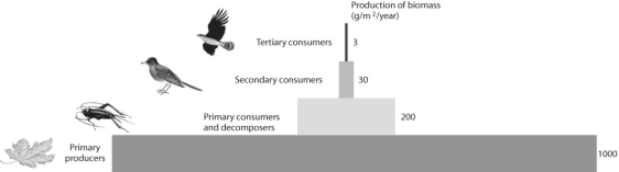 Figure 54.5   -After looking at Figure 54.5,what can be said about productivity in this ecosystem? A) Nothing can be said based on this information. B) Between 80% and 90% of the energy is lost at the next highest trophic level. C) Between 10% and 20% of the energy is lost at the next highest trophic level. D) Productivity increases with each trophic level. E) Secondary consumers are more efficient than primary consumers at assimilating energy from the next lowest trophic level.
