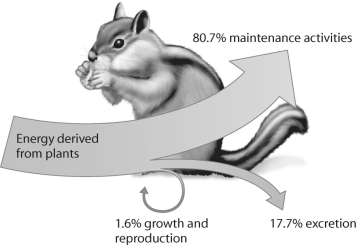Figure 54.6   -Which of the following statements about secondary production is true? A) Endotherms have higher metabolic rates compared to ectotherms and therefore have higher secondary production. B) Ectotherms have higher metabolic rates compared to endotherms and therefore have higher secondary production. C) Endotherms use less internal energy for metabolism and therefore have higher rates of secondary production. D) Ectotherms use less internal energy for metabolism and therefore have higher rates of secondary production.