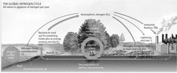 Figure 54.9   -Which of the following is not a source of human-fixed nitrogen? A) industrially produced fertilizers B) cultivation of soybeans C) combustion of fossil fuels D) irrigation agriculture