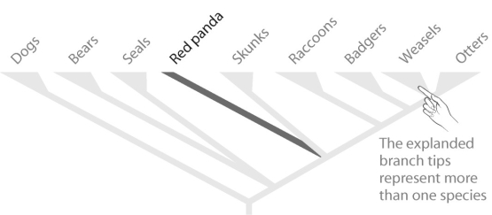 Figure 55.1   -Why is it important to preserve the red panda (see Figure 55.1) ? A) The group has very few representatives of its lineage. B) The group is particularly sensitive to environmental disturbances. C) The group has low genetic diversity. D) The group is economically important.
