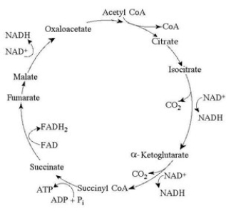Use the accompanying figure to answer the question(s)  below.   -Starting with citrate, which of the following combinations of products would result from three acetyl-CoA molecules entering the citric acid cycle (see the accompanying figure) ? A)  1 ATP, 2 CO2, 3 NADH, and 1 FADH2 B)  2 ATP, 2 CO2, 3 NADH, and 3 FADH2 C)  3 ATP, 3 CO2, 3 NADH, and 3 FADH2 D)  3 ATP, 6 CO2, 9 NADH, and 3 FADH2 E)  38 ATP, 6 CO2, 3 NADH, and 12 FADH2
