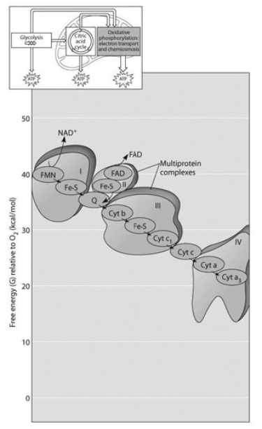Use the accompanying figure to answer the following question(s) .   -The accompanying figure shows the electron transport chain. Which of the following is the combination of substances that is initially added to the chain? A)  oxygen, carbon dioxide, and water B)  NAD+, FAD, and electrons C)  NADH, FADH2, and protons D)  NADH, FADH2, and O2 E)  oxygen and protons