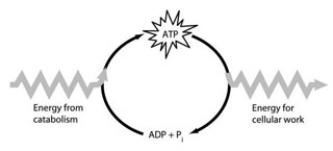   -Which of the following is the most correct interpretation of the accompanying figure? A)  Inorganic phosphate is created from organic phosphate. B)  Energy from catabolism can be used directly for performing cellular work. C)  ADP + Pi are a set of molecules that store energy for catabolism. D)  ATP is a molecule that acts as an intermediary to store energy for cellular work. E)  Pi acts as a shuttle molecule to move energy from ATP to ADP.