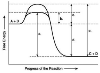 The following question(s)  are based on the reaction A + B ↔ C + D shown in the accompanying figure.   -You have isolated a previously unstudied protein, identified its complete structure in detail, and determined that it catalyzes the breakdown of a large substrate. You notice it has two binding sites. One of these is large, apparently the bonding site for the large substrate; the other is small, possibly a binding site for a regulatory molecule. What do these findings tell you about the mechanism of this protein? A)  It is probably a structural protein that is involved in cell-to-cell adhesion. B)  It is probably an enzyme that works through allosteric regulation. C)  It is probably an enzyme that works through competitive inhibition. D)  It is probably a cell membrane transport protein-like an ion channel. E)  It is probably a structural protein found in cartilage or skeletal tissue.