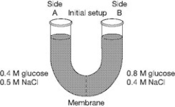 The solutions in the arms of a U-tube are separated at the bottom of the tube by a selectively permeable membrane. The membrane is permeable to sodium chloride but not to glucose. Side A is filled with a solution of 0.4 M glucose and 0.5 M sodium chloride (NaCl) , and side B is filled with a solution containing 0.8 M glucose and 0.4 M sodium chloride. Initially, the volume in both arms is the same.   -Refer to the figure. At the beginning of the experiment, A)  side A is hypertonic to side B. B)  side A is hypotonic to side B. C)  side A is isotonic to side B. D)  side A is hypertonic to side B with respect to glucose. E)  side A is hypotonic to side B with respect to NaCl.