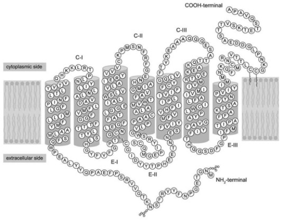 Refer to the following paragraph and accompanying figure to answer the following question(s) .   -Where would you most likely find an integral membrane protein? A)  on the inside surface of the cell membrane B)  on the outside surface of the cell membrane C)  floating freely in the cytoplasm D)  spanning the cell membrane, with parts of the protein visible from both the inside and the outside of the cell