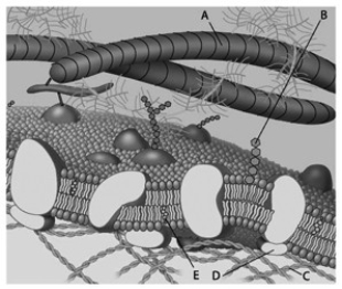 For the following question(s) , match the labeled component of the cell membrane in the figure with its description.   -Which component is a peripheral protein? A)  A B)  B C)  C D)  D E)  E
