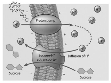   Based on the accompanying figure, which of these experimental treatments would increase the rate of sucrose transport into the cell? A)  decreasing extracellular sucrose concentration B)  decreasing extracellular pH C)  decreasing cytoplasmic pH D)  adding an inhibitor that blocks the regeneration of ATP E)  adding a substance that makes the membrane more permeable to hydrogen ions