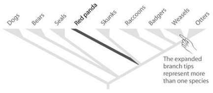   According to the accompanying figure, which of the following explains why the red panda is an important species to preserve? A)  Red pandas are a symbol of conservation efforts. B)  Red pandas live in areas that are critically endangered. C)  Seals are more important to preserve than the red panda because the ocean environment is critically endangered. D)  Phylogenetically distinct species are high-priority species to target for conservation.