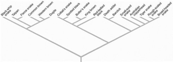   -By knowing the interrelatedness of various snake species, the appropriate antivenom can be chosen. Based on the accompanying figure, which snake antivenom would you administer to a person bitten by an Australian copperhead, if antivenom to the Australian copperhead were not available? A)  taipan B)  common brown snake C)  red-bellied black snake D)  death adder E)  tiger snake