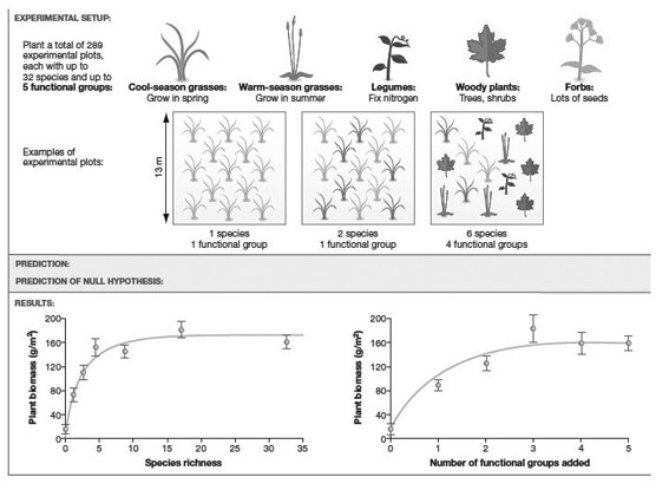   -Use the accompanying figure to answer this question: What factors have a positive effect on plant biomass, based on the data presented? A)  plot number and species richness B)  No factors have a positive effect on plant biomass. C)  number of functional groups and species richness D)  plot size and type of plants in plot