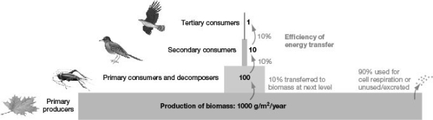   After looking at the accompanying figure, what can be said about productivity in this ecosystem? A)  Nothing can be said based on this information. B)  About 90% of the energy is lost between most trophic levels. C)  About 10% of the energy is lost between most trophic levels. D)  Productivity increases with each trophic level.