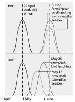 Use the following graph and information to answer the question below. Flycatcher birds that migrate from Africa to Europe feed their nestlings a diet that is almost exclusively moth caterpillars. The graph shows the mean dates of arrival, bird hatching, and peak caterpillar season for the years 1980 and 2000.   The shift in the peak of caterpillar season is most likely due to ________. A)  pesticide use B)  earlier migration returns of flycatchers C)  an innate change in the biological clock of the caterpillars D)  global warming E)  acid precipitation in Europe 